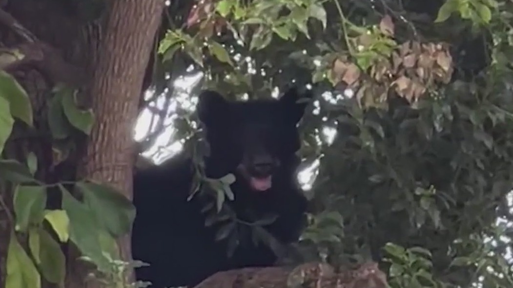 Young black bear spotted in Orlando found dead